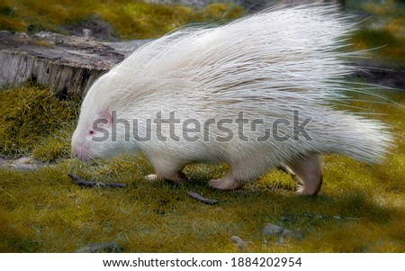 Albino porcupine walking in the autumn grass