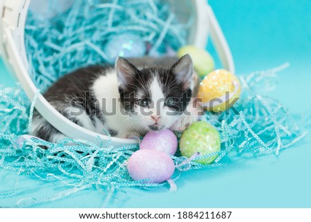Black and white spotted kitten in Easter Basket, blue grass, blue background.