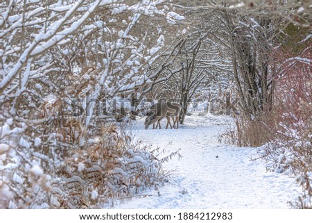 Deer seen on a snowy path in the woods