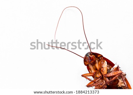 Cockroaches lie dead on white floor