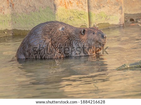 A beaver sitting in water