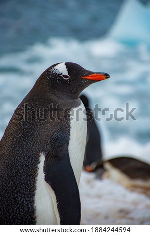 
antarctic penguins in bahia paraiso