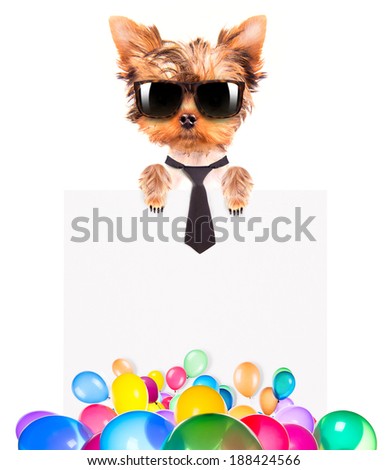 funny dog with Holiday banner and colorful balloons