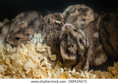 close up shot of several hamsters in a small cage