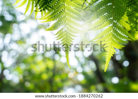 nature view of green leaf on blurred background in garden with copy space using as background natural green plants landscape