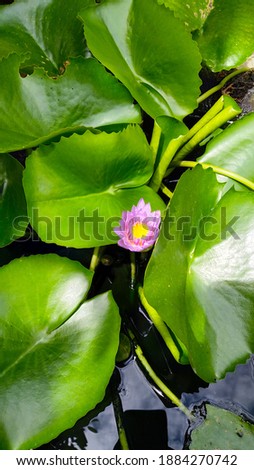 Purple lotus is one type of ornamental plant in Lombok Nusa Tenggara Barat Indonesia