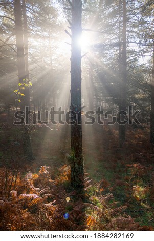 Sunrise in the forest, sun rays penetrating the trees. Nature photography in the natural park, Peguerinos, Avila, Castilla y Leon, Spain.