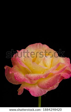 Colorful rose with water drops on black background
