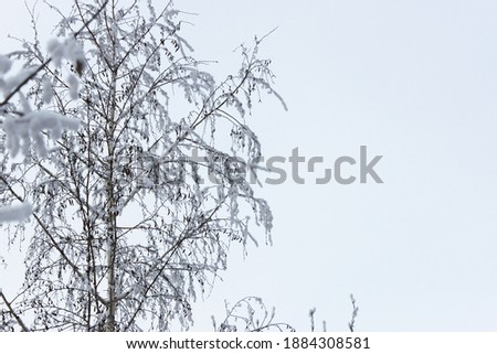 Beautiful snowy winter forest with trees covered with frost and snow close up. Nature winter background with snow-covered branches. white frost on trees, white drifts Road, trail in the winter forest