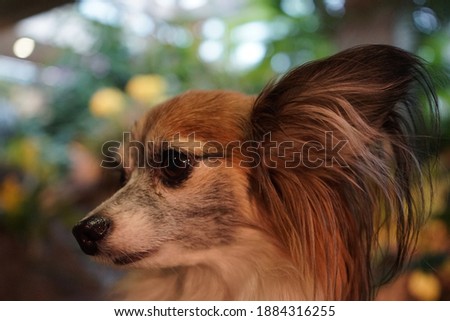 Papillon dog profile picture close up