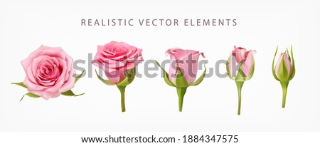 Realistic vector elements set of pink roses. Pink bud of rose flower and an open flower isolated on white. Royalty-Free Stock Photo #1884347575