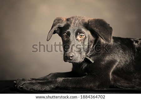 black mongrel dog in the studio photo
