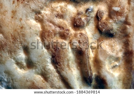 Abstract background and texture from a close-up of a piece of sliced celery, macro