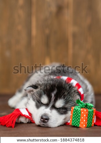 Husky puppy wearing a red winter scarg sleeps on wooden background with gift box. Empty space for text