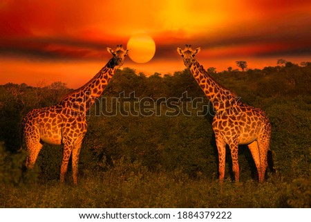 Beautiful pictures of Africa sunset and sunrise with giraffes
