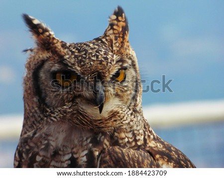 Picture of an owl's face captured in the Catalan Pyrenees in the summer