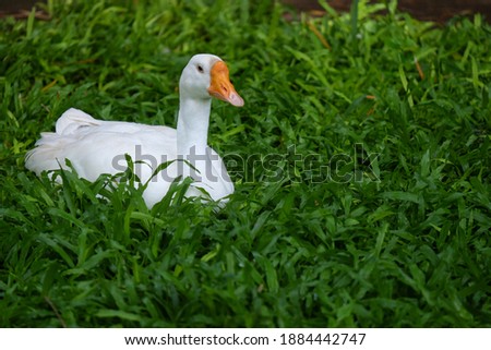 White duck on the grass