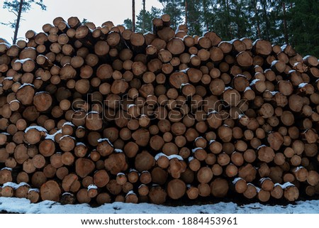 Stacked pine tree logs in winter forest area. Genetic forest management stage - deforestation. Nature save, environment sustainability concept.
