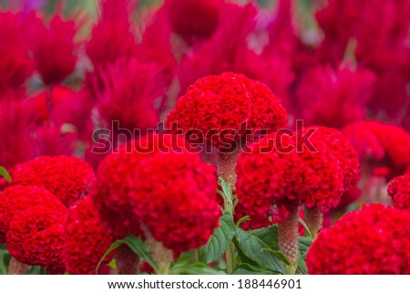 Picture of Red Little Flowers