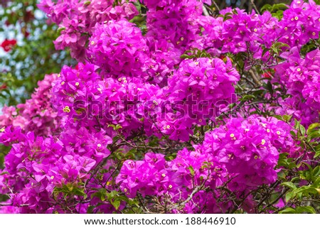 Picture of Purple Lilac Flowers Blossom