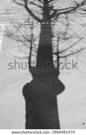 The shadow of the tree reflected on the ground merges with the shadow of the photographer taking the picture, creating a mysterious feeling.