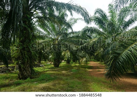 selective view of palm oil trees under sunlight