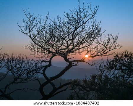 Sunset and tree in nature landscape
