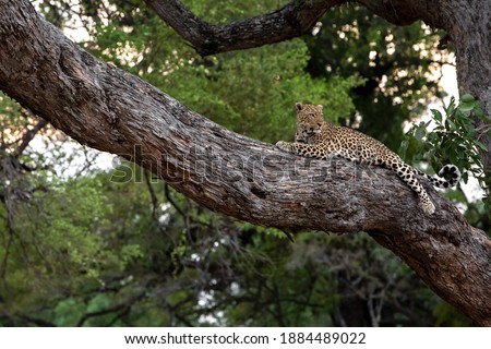 Leopard high in a tree in the South Luangwa, Zambia