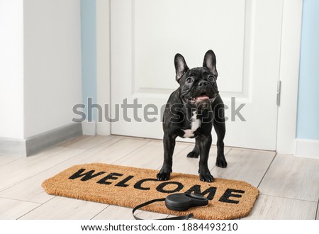 Cute funny dog near door in hallway