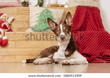 Border collie dog posing at the Christmas decoration.