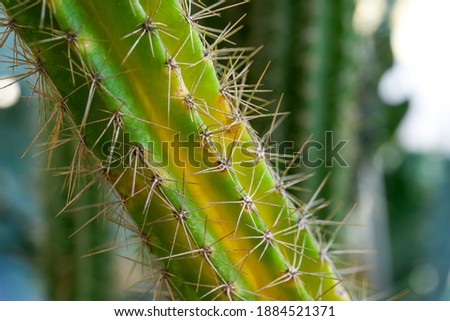 Close up of thorns of long striped cactus