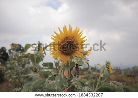 Common Sunflower, is a large annual forb of the genus Helianthus grown as a crop for its edible oil and edible fruits.