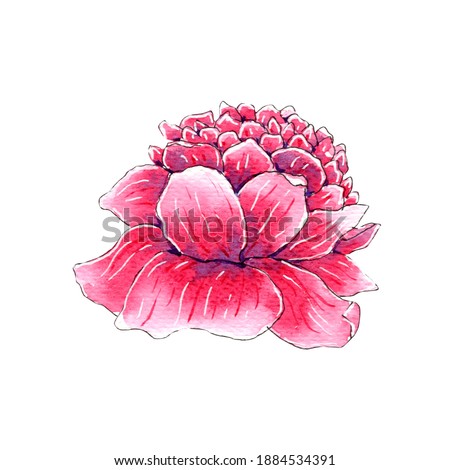 Hand painted watercolor pink peony flower illustration.