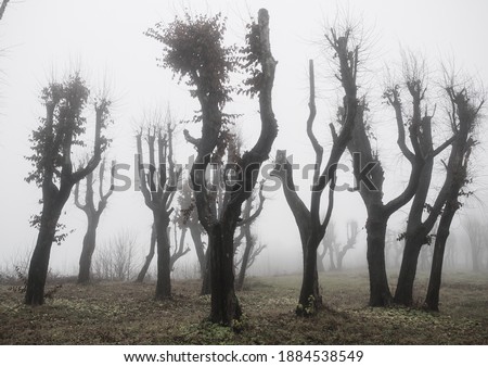 Strange dry garden trees in autumn fog. Without leaves, bare branches, mystical, bizarre tree trunks. A misty park, gloomy gray picture without people. Global warming, climate change