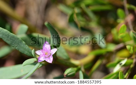 Close-up picture of Shoreline purslane flower on the  beach in Thailand