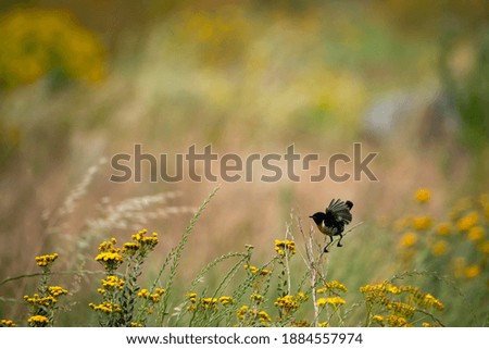 Photo of a small black bird