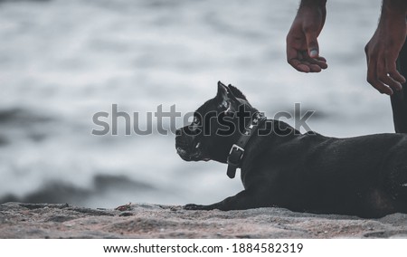 Picture of an American Bully dog lying on the beach and hands of his master came to get him back.