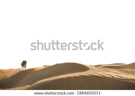 Dubai desert lone tree near love lake 