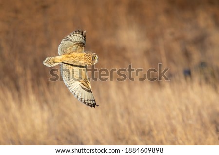 Short eared owl at Delta British Columbia,  Canada,  north american