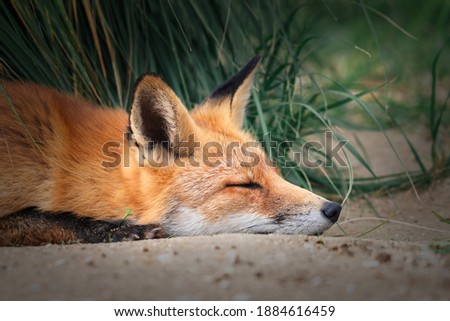 Beautiful fox sleeps in the sand