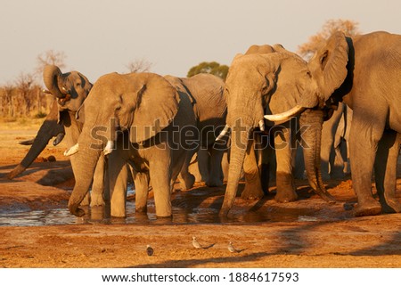 Three large Elephants quench their thirst at a waterhole in a Btswana park.