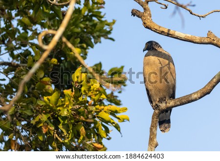 Portrait of Crested Serpent Eagle (Spilornis cheela) perched on tree branch and looking for prey with the yellow eye.