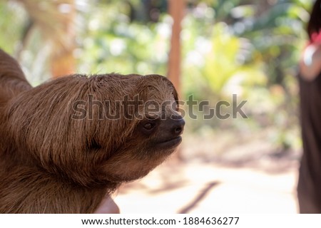 The majestic sloth, slowest animal