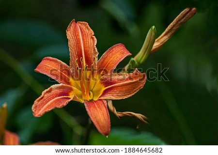 Yellow flowers of Madonna Lily or Lilium candidum on blurred green background, Sofia, Bulgaria    