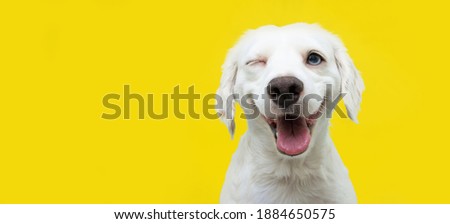 Happy dog puppy winking an eye and smiling  on colored yellow backgorund with closed eyes. Royalty-Free Stock Photo #1884650575