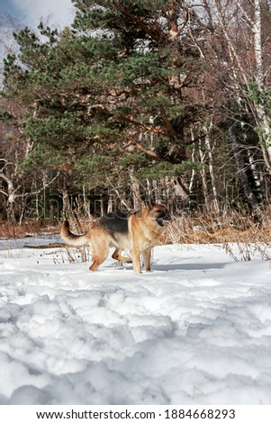 Beautiful young girl dog breed German Shepherd black and red color stands in winter snow forest and poses. Charming purebred dog on background of green coniferous trees, vertical picture.