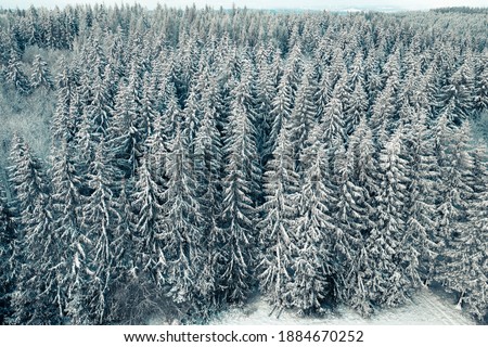 snowy forest. beautiful snowy  forest. drone photography