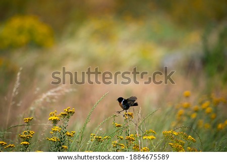 Photo of a small black bird