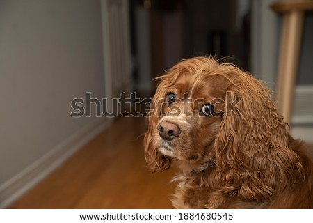 Portrait of a cocker spaniel dog sitting in a living room and looking at the camera. 