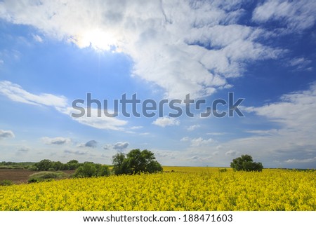 Canola field in rural area, on a sunny day